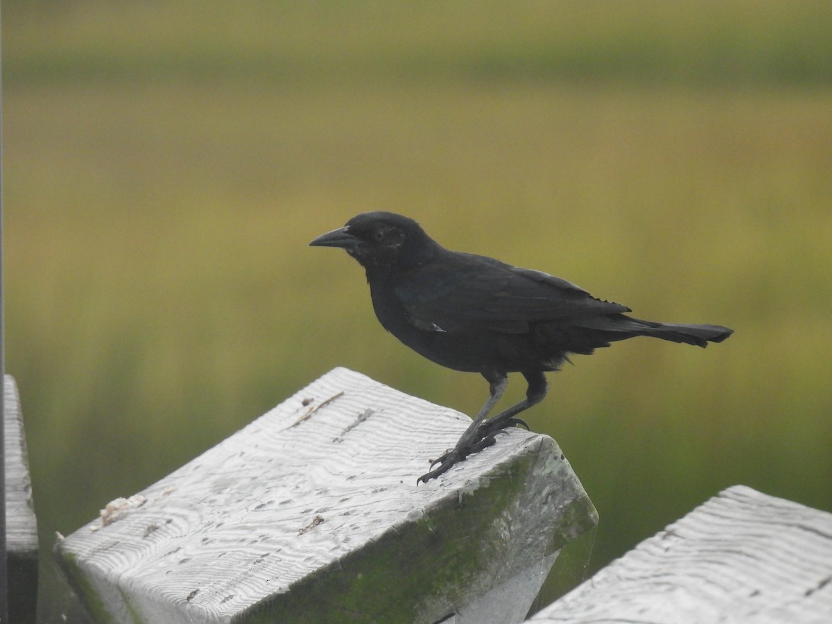 Common Grackle - ML643551785