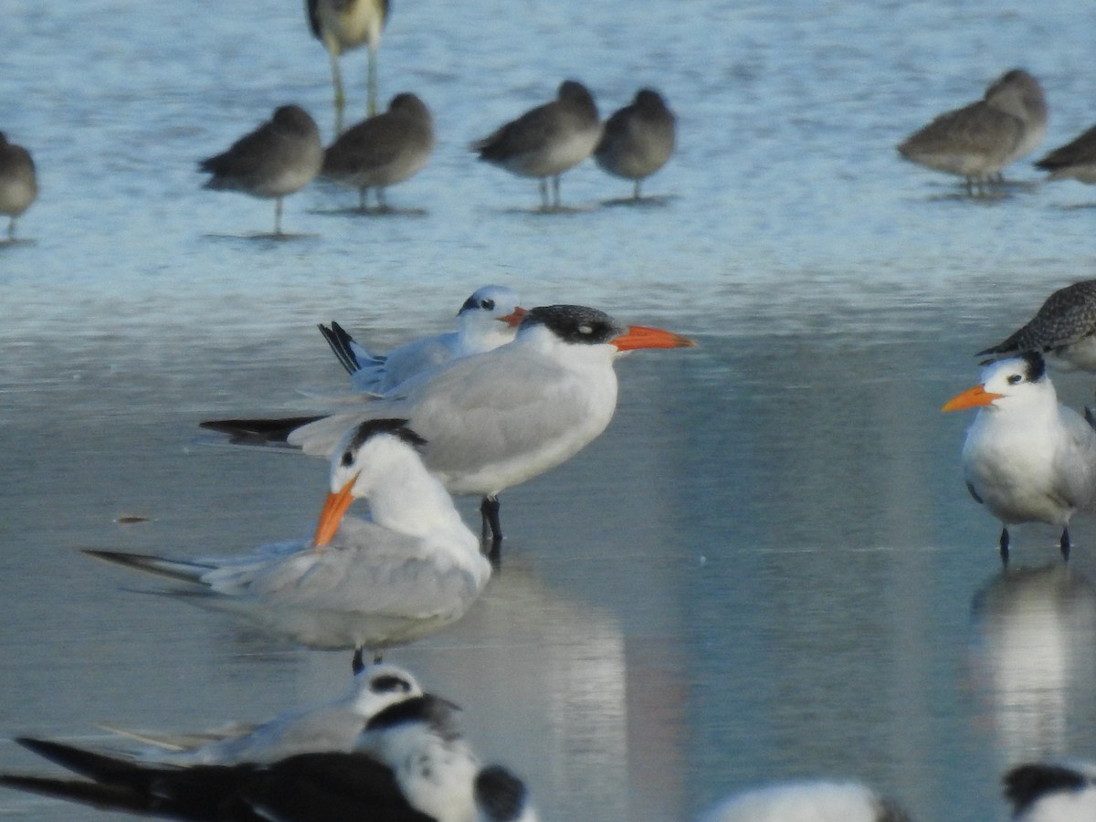 Caspian Tern - ML643551796