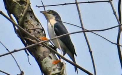 Hooded Tanager - ML643551798