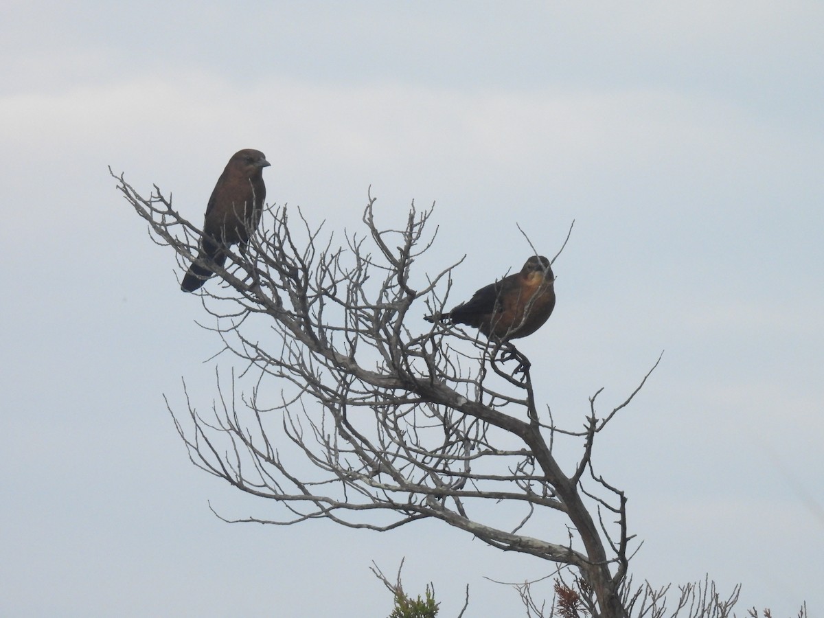 Boat-tailed Grackle - ML643551807