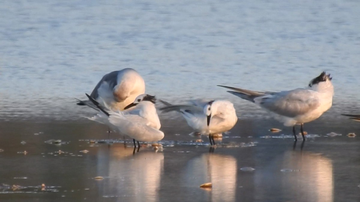 Sandwich Tern - ML643551809
