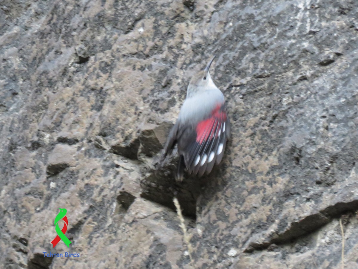 Wallcreeper - ML643551825