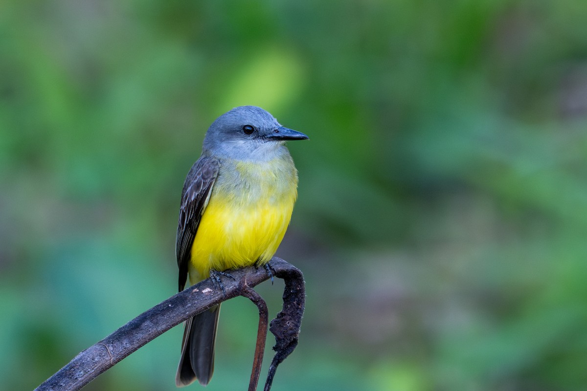 Tropical Kingbird - ML643551828