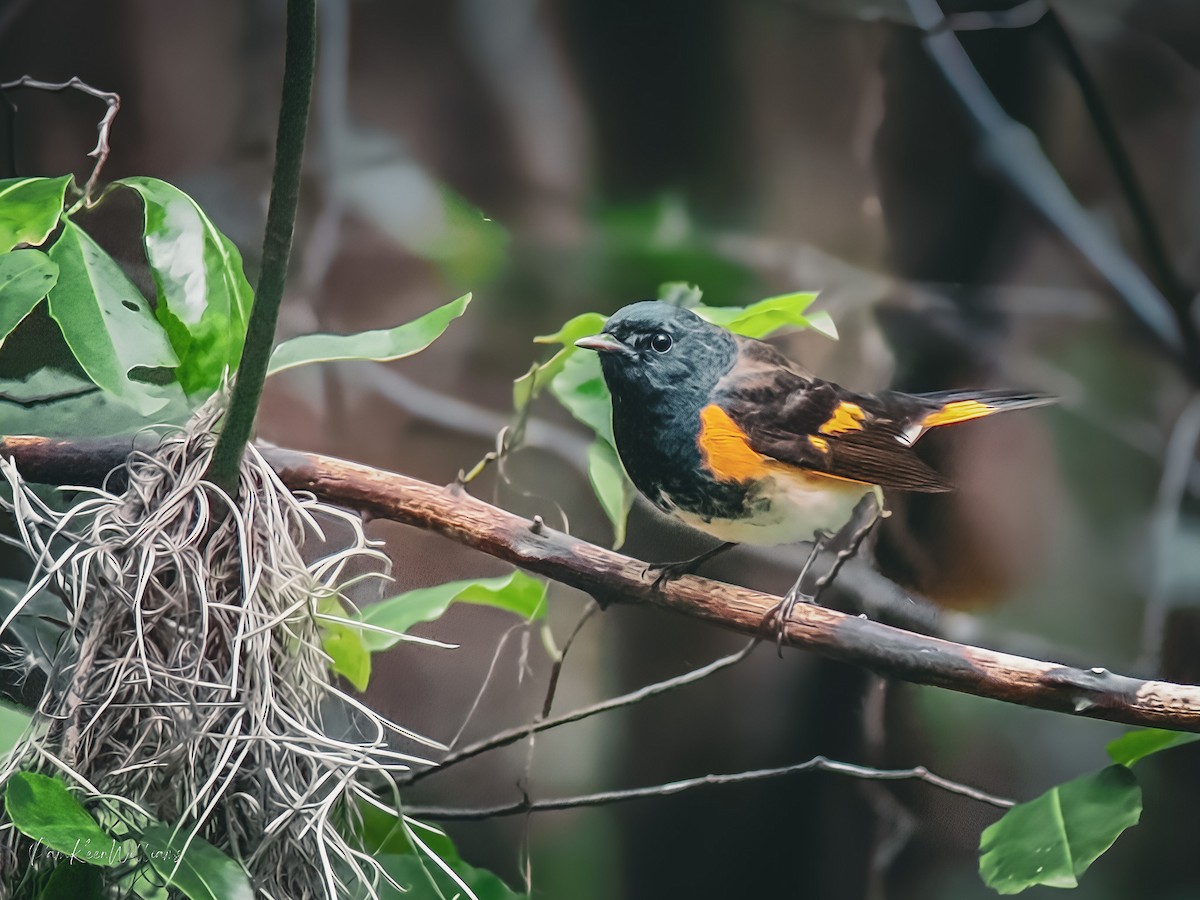 Rotschwanz-Waldsänger - ML643551831