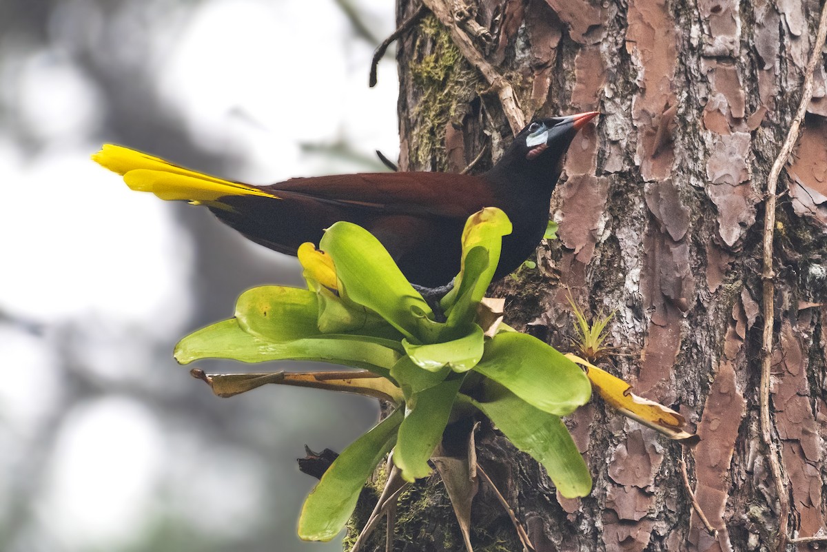 Montezuma Oropendola - ML643551833