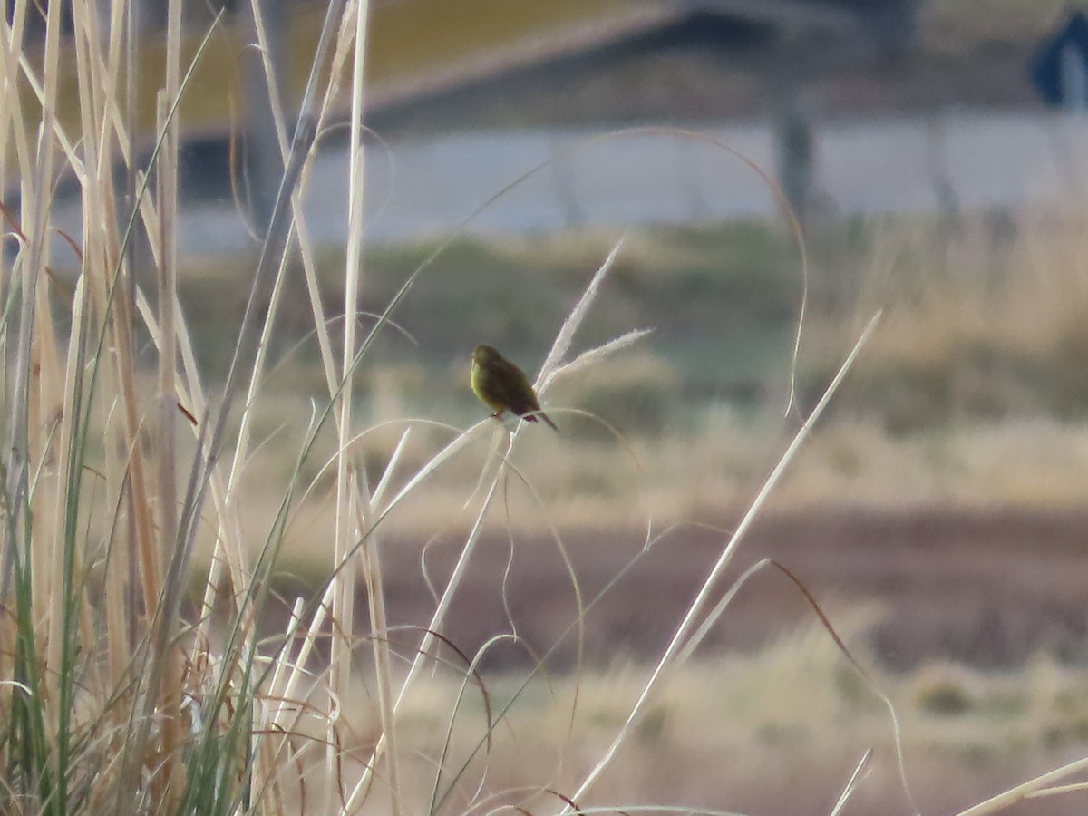 Greenish Yellow-Finch - ML643551834