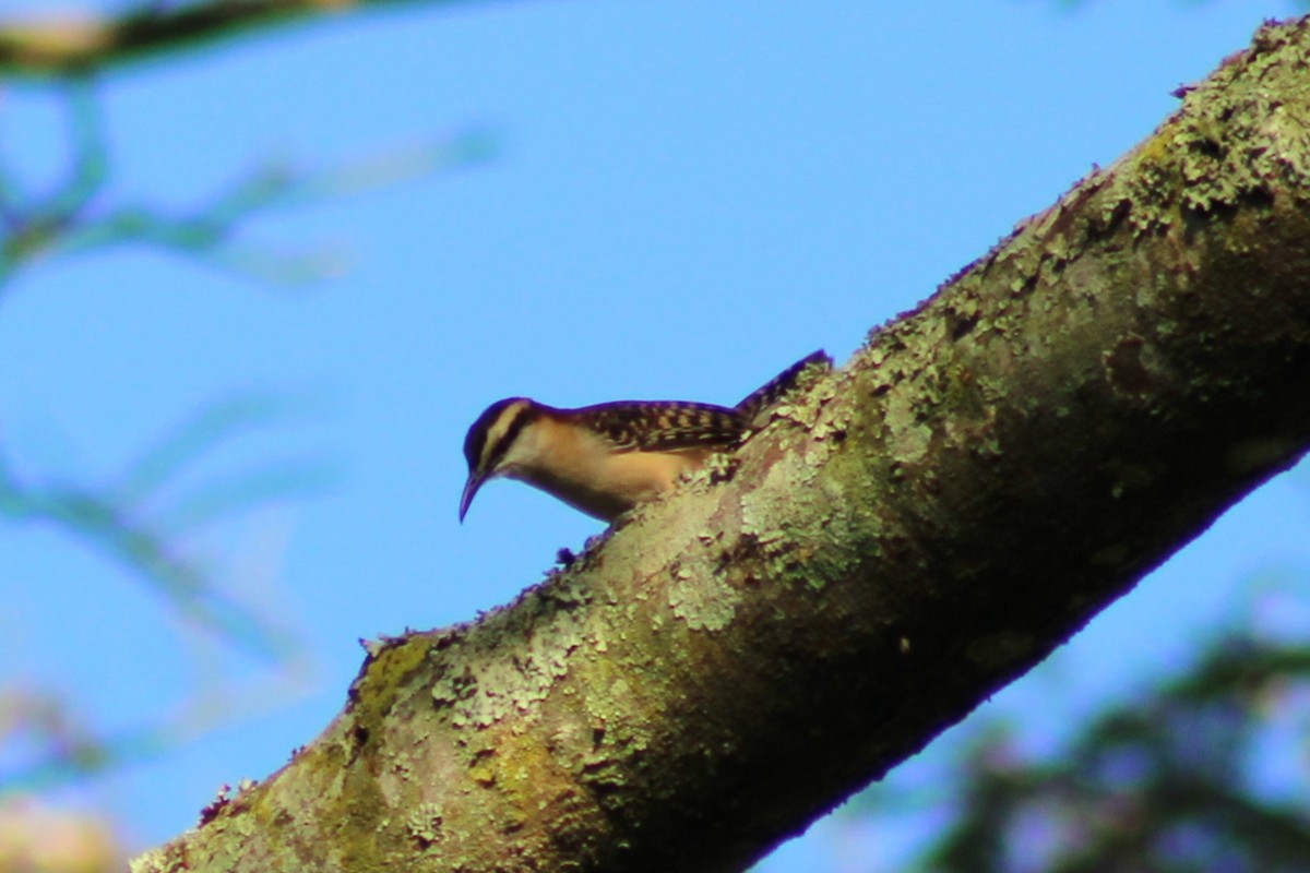Rufous-backed Wren - ML643551841