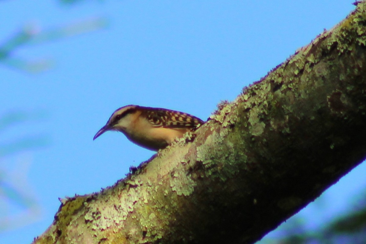 Rufous-backed Wren - ML643551842