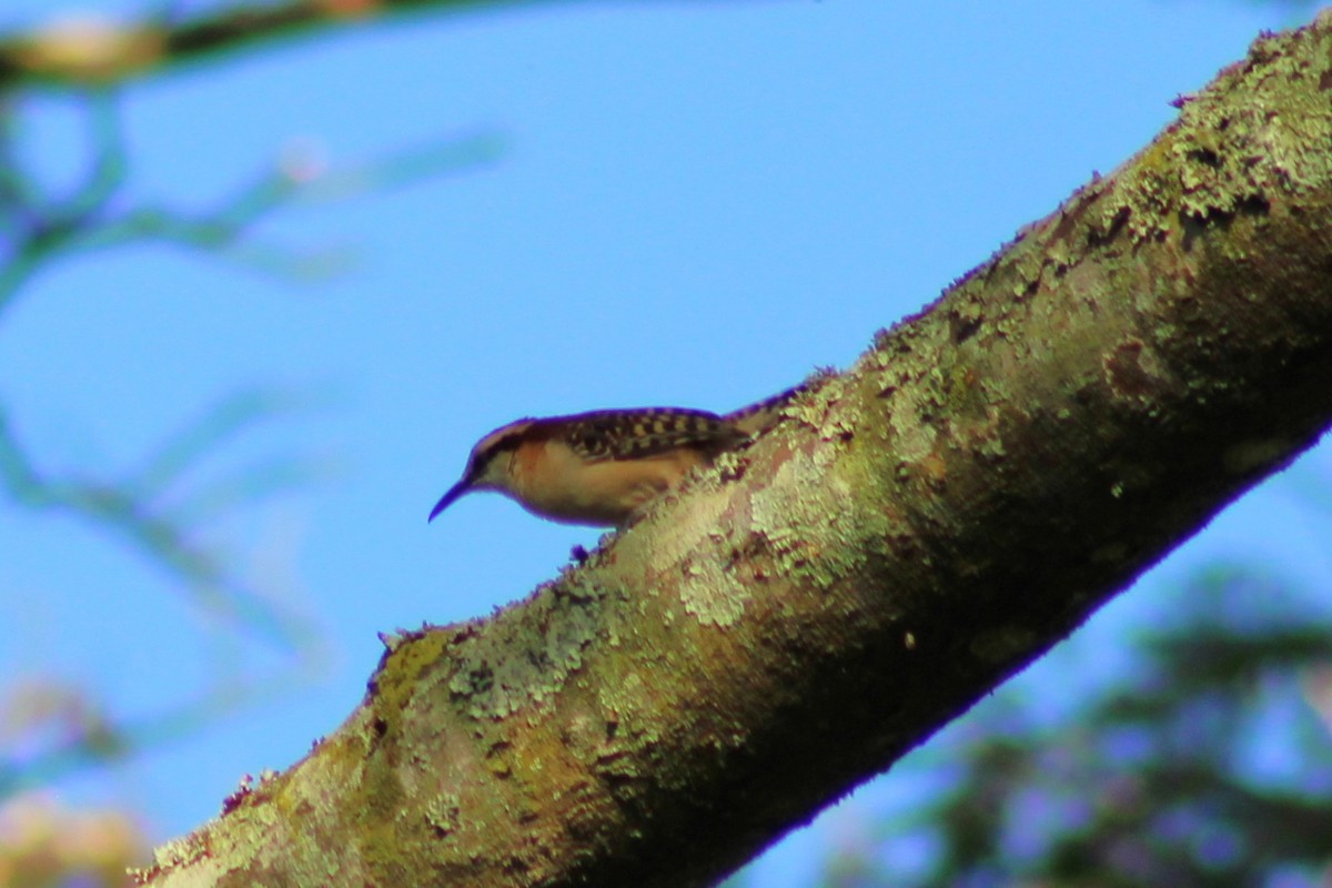 Rufous-backed Wren - ML643551843