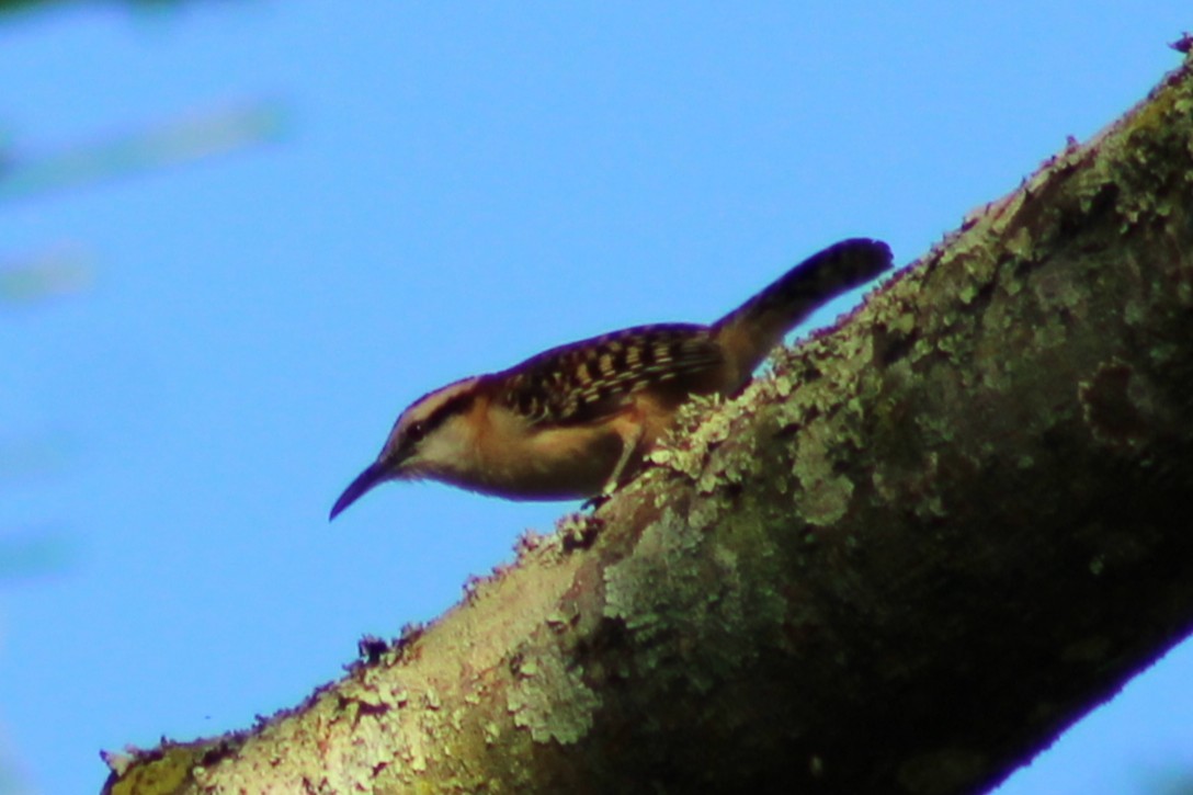 Rufous-backed Wren - ML643551844