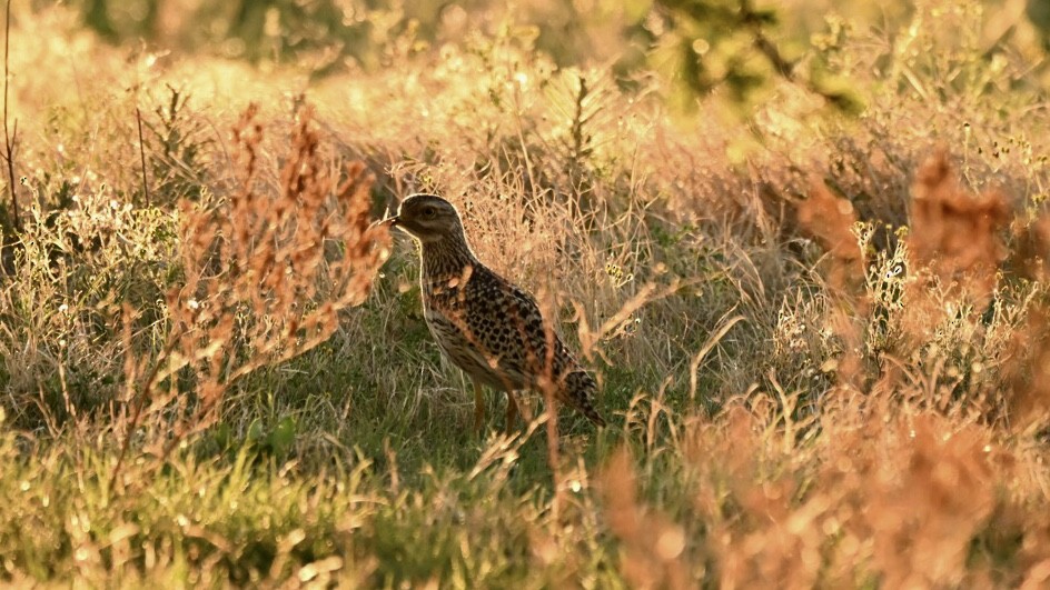 Spotted Thick-knee - ML643551845