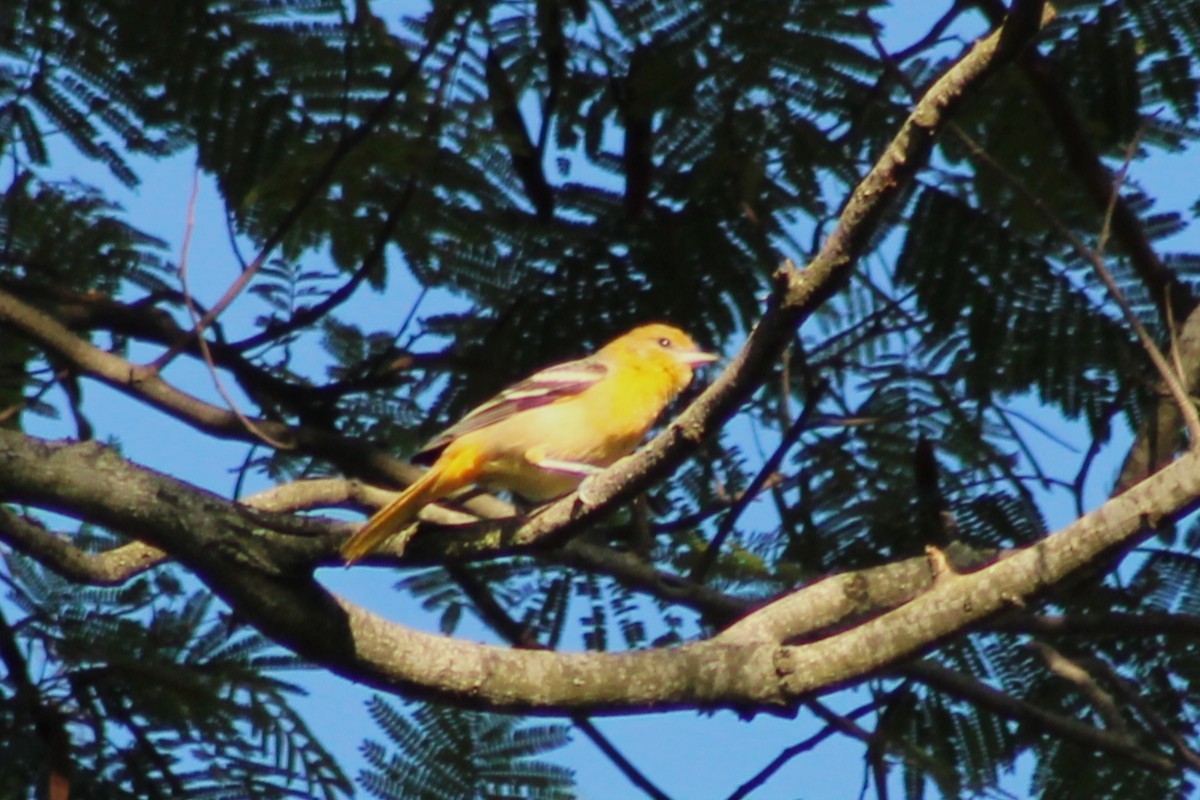 Baltimore Oriole - ML643551853
