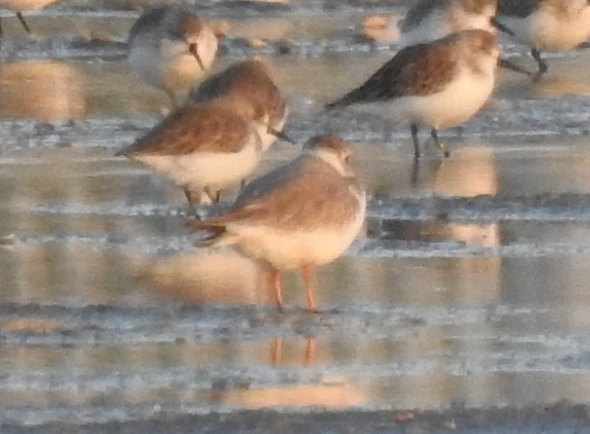 Piping Plover - ML643551854