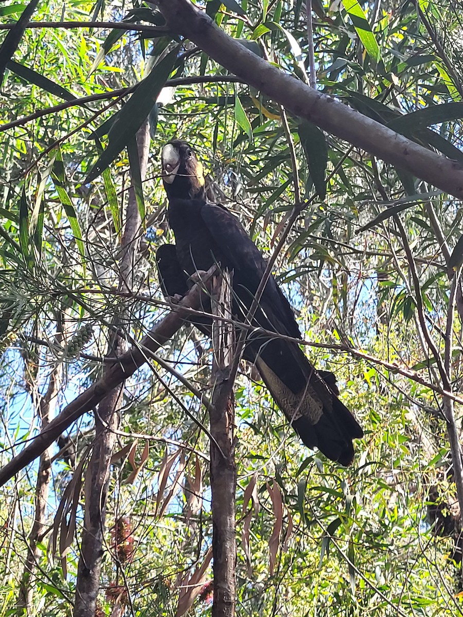 Yellow-tailed Black-Cockatoo - ML643551855