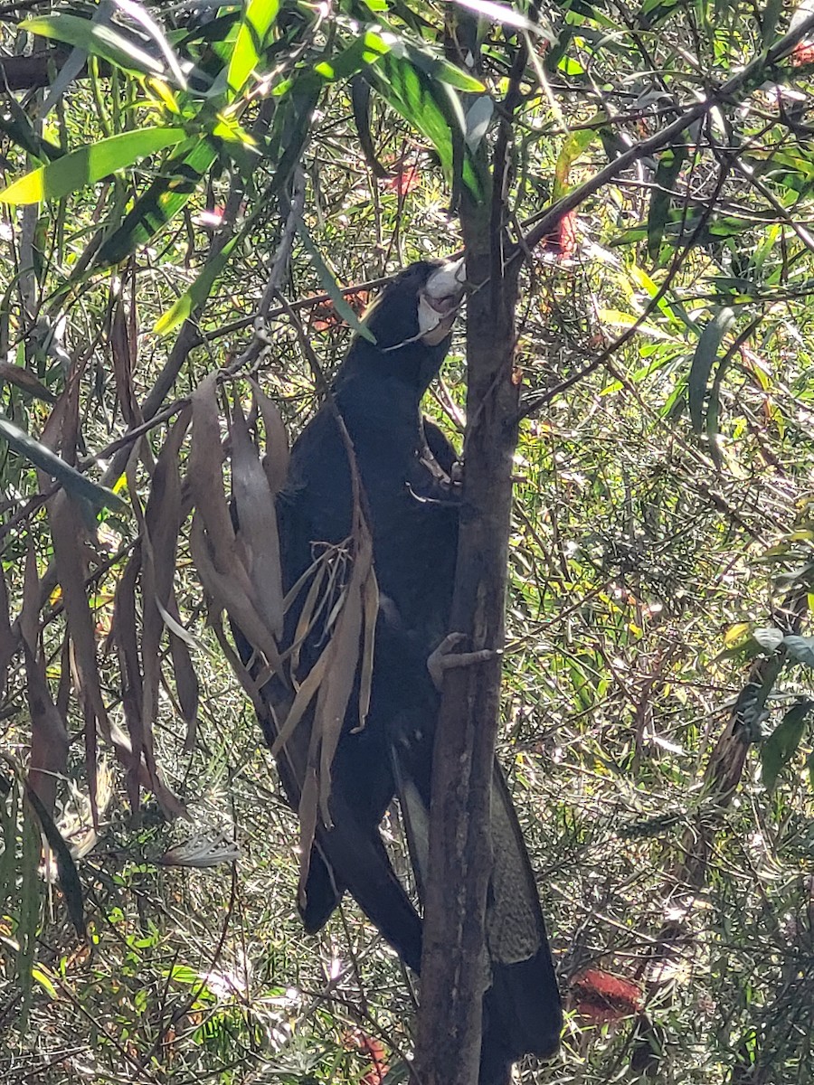 Yellow-tailed Black-Cockatoo - ML643551856