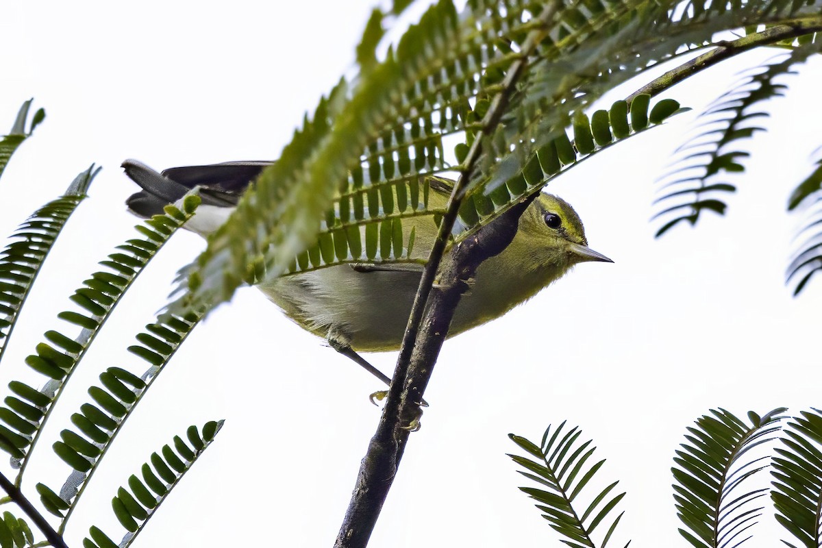 Tennessee Warbler - ML643551858