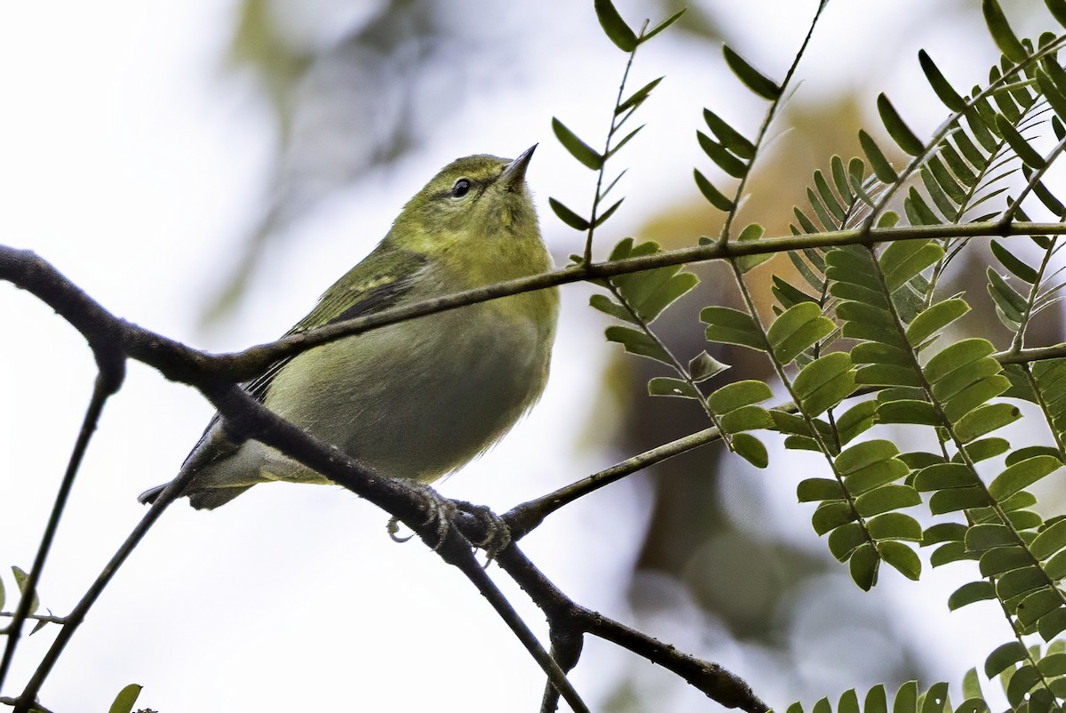 Tennessee Warbler - ML643551859