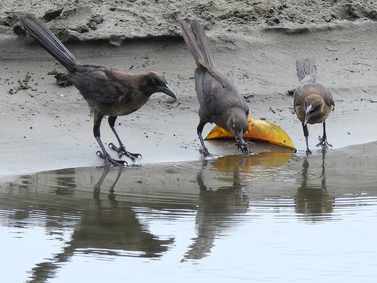 Great-tailed Grackle - ML643551863