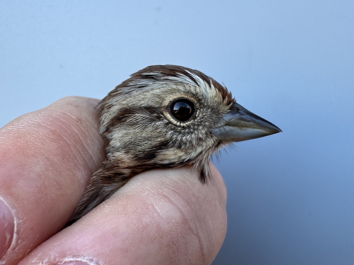 Song Sparrow (melodia/atlantica) - ML643551866