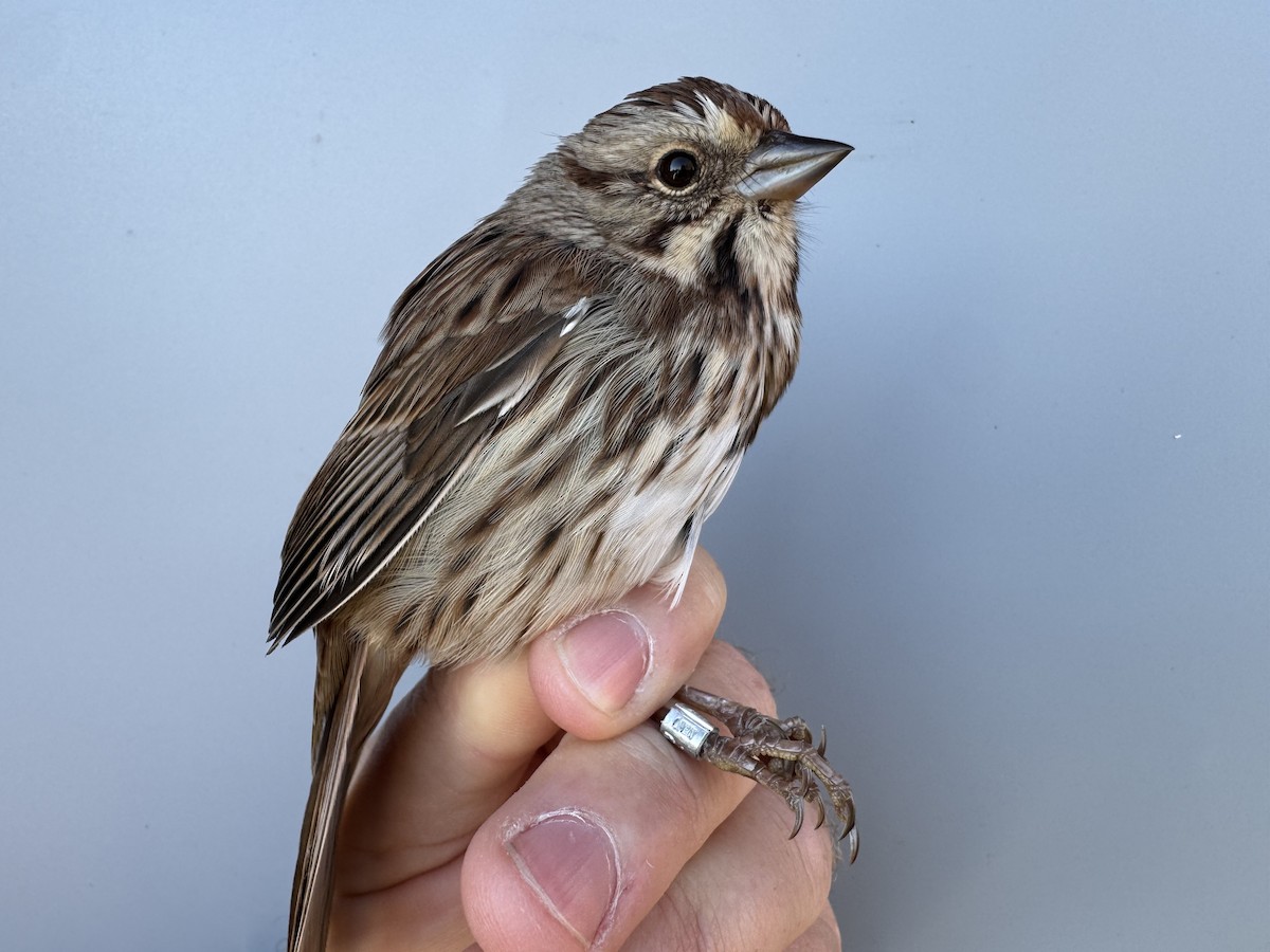 Song Sparrow (melodia/atlantica) - ML643551867