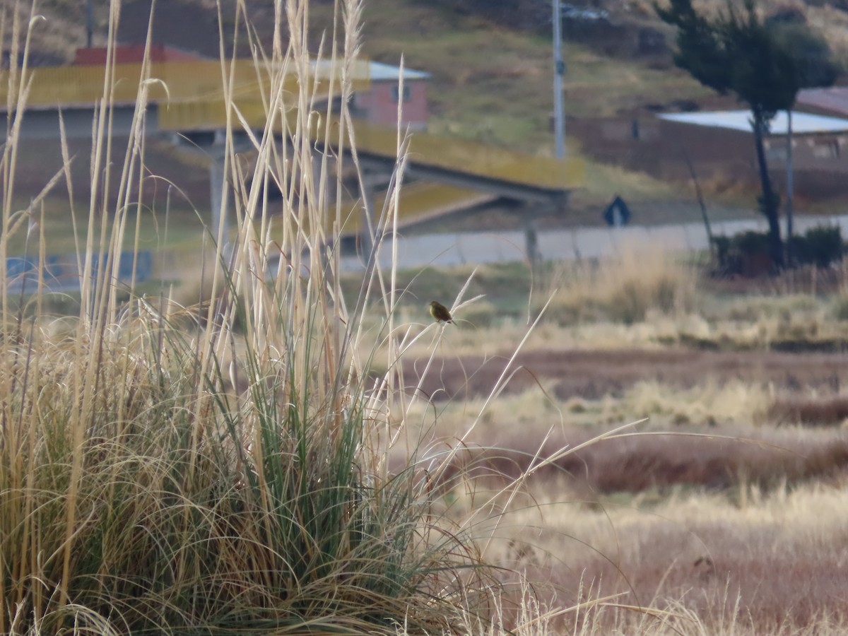 Greenish Yellow-Finch - ML643551916