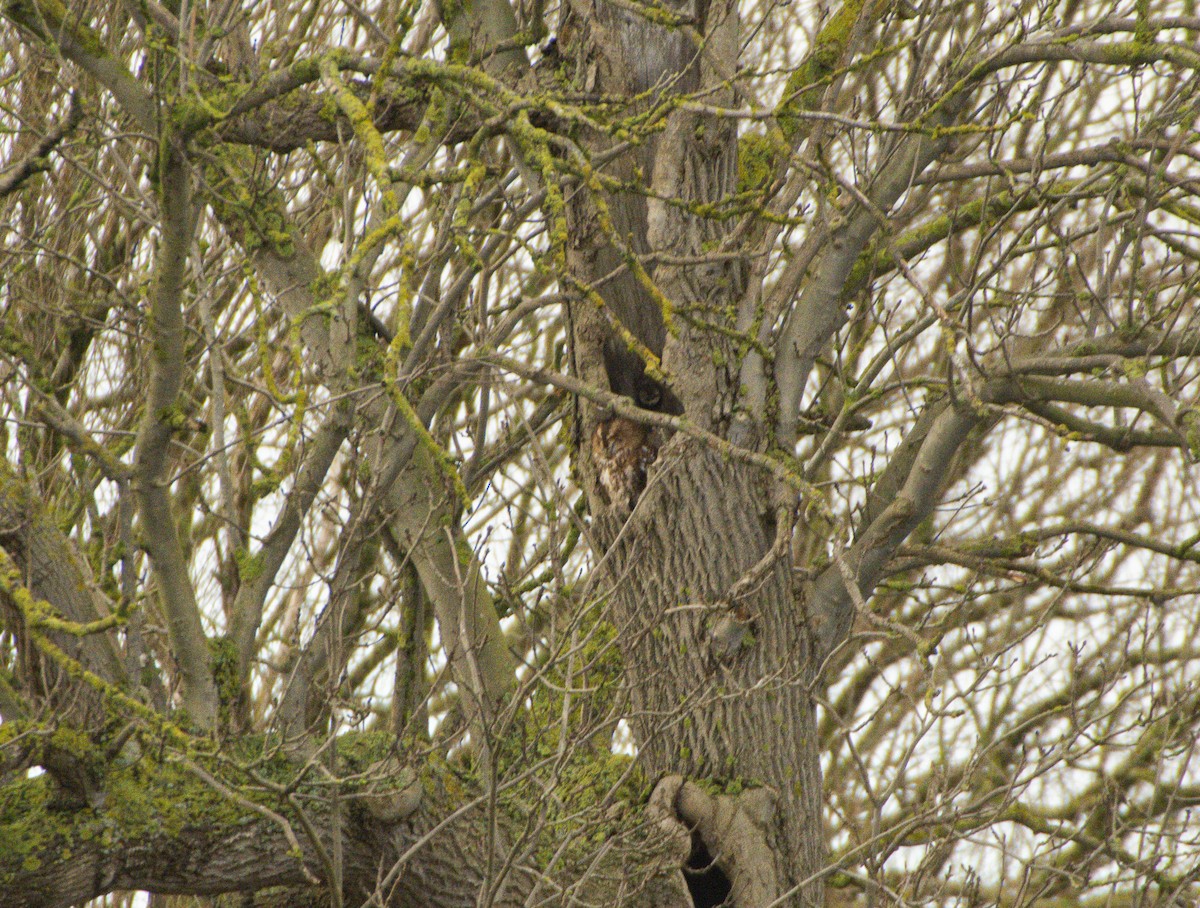 Tawny Owl - ML643551917