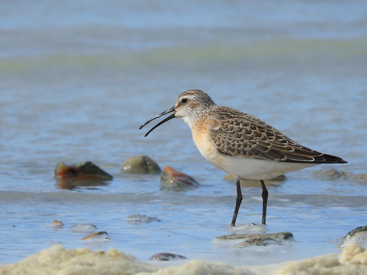 Curlew Sandpiper - ML643551928