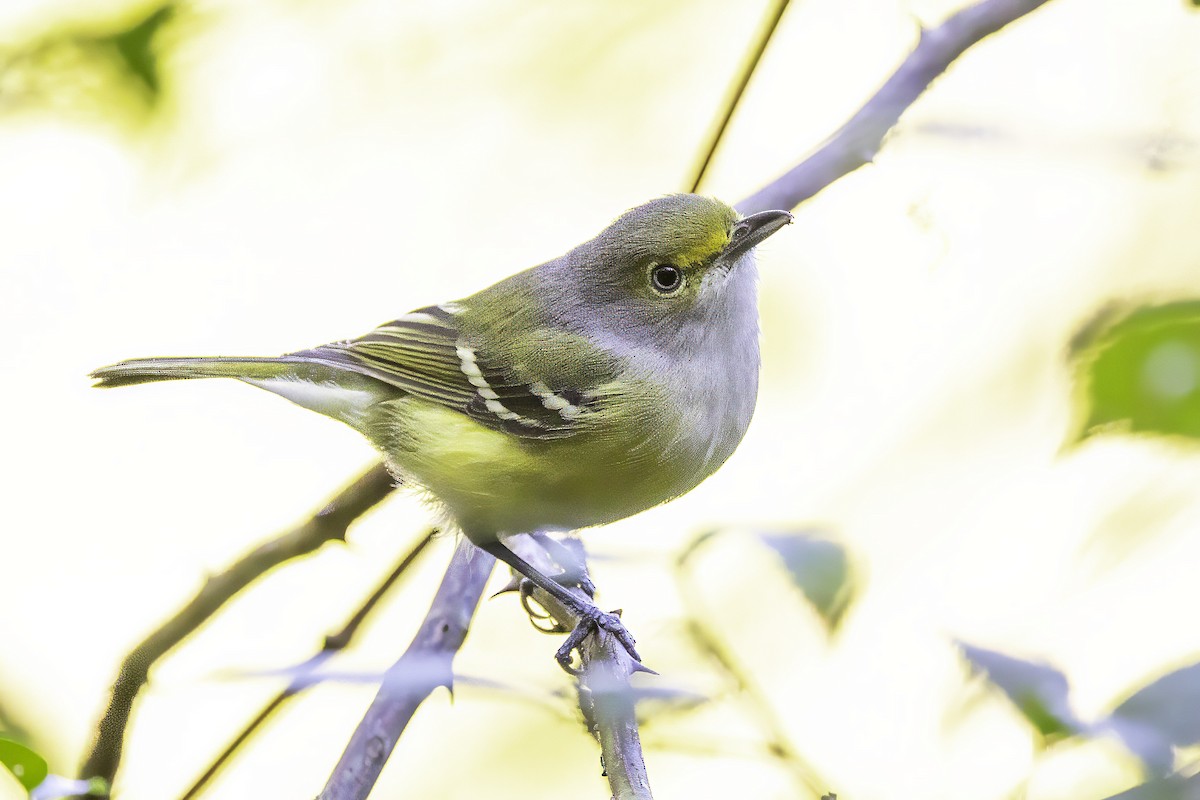 hvitøyevireo - ML643551938