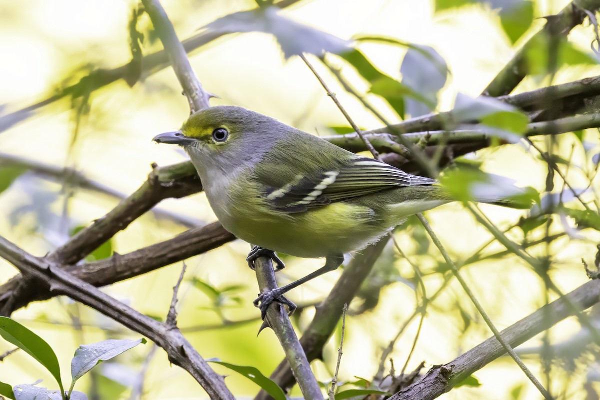 hvitøyevireo - ML643551939