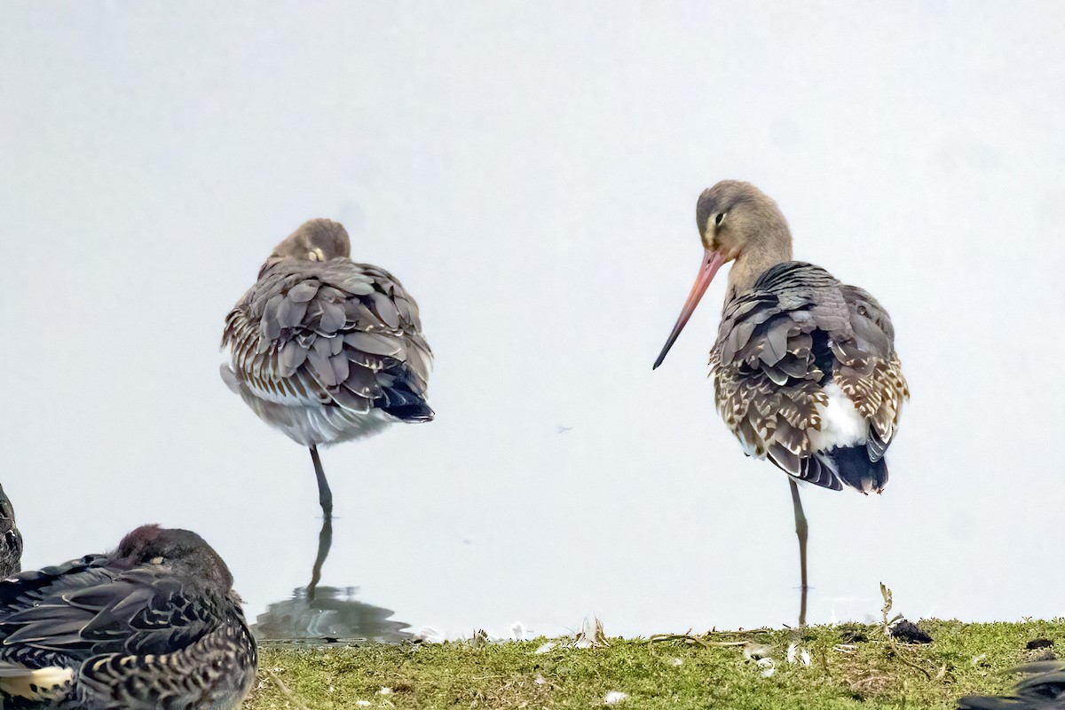 Black-tailed Godwit - Richard Styles