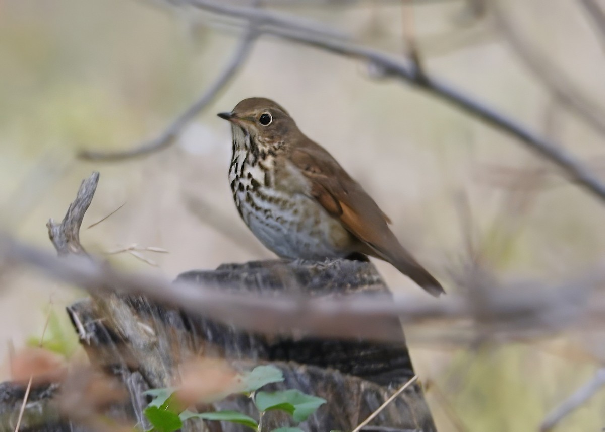 Hermit Thrush - ML643551969