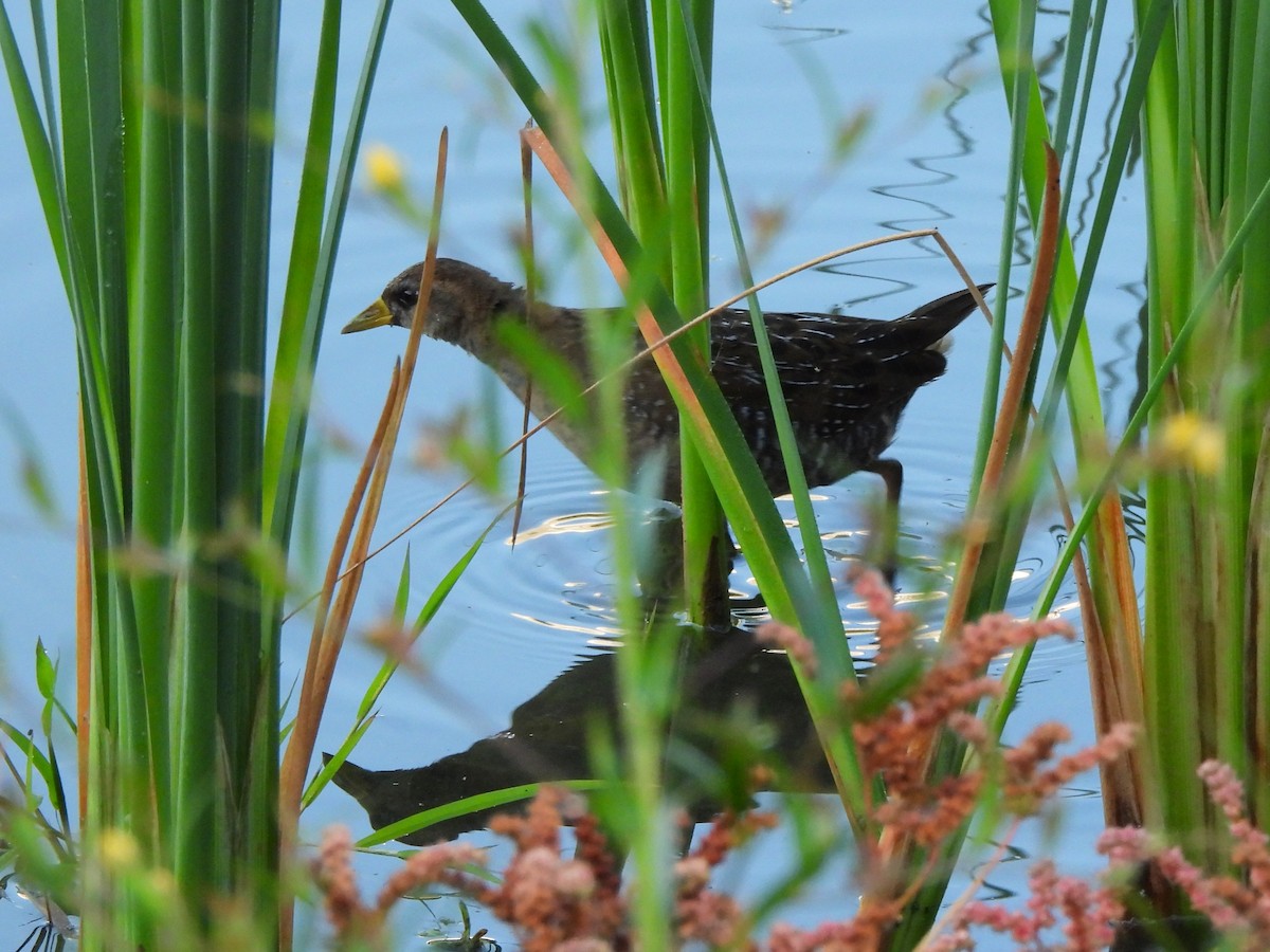 Sora - ML643551972