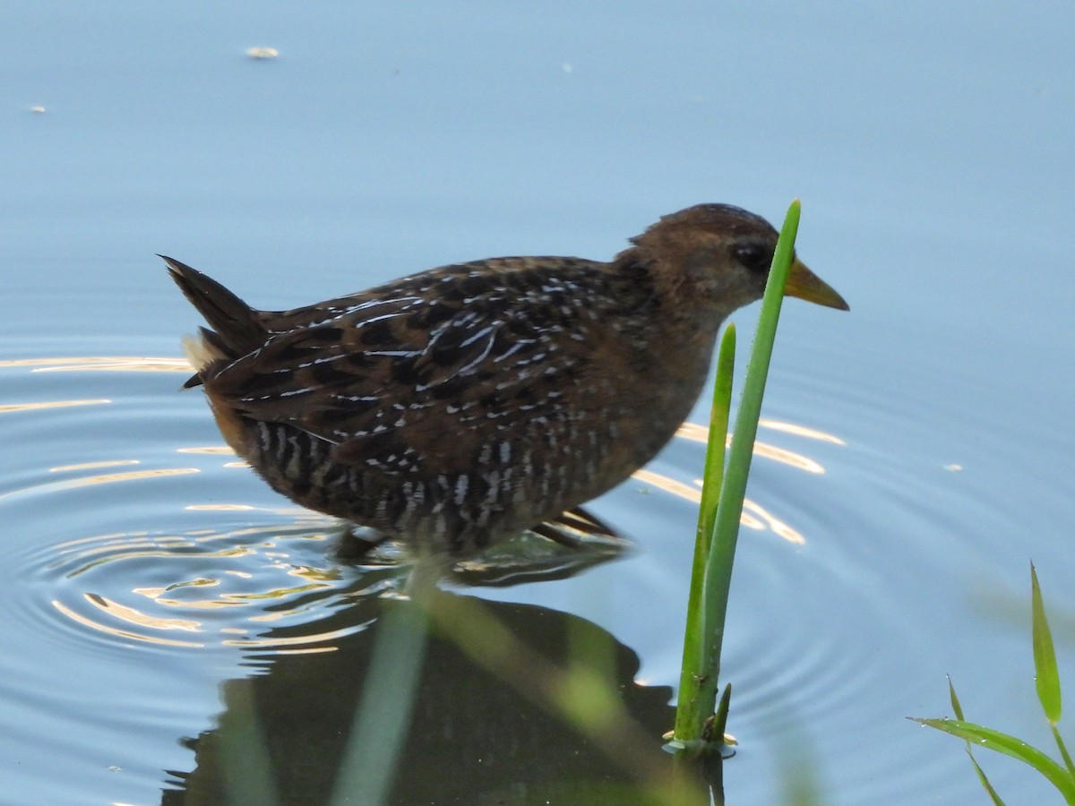 Sora - ML643551977