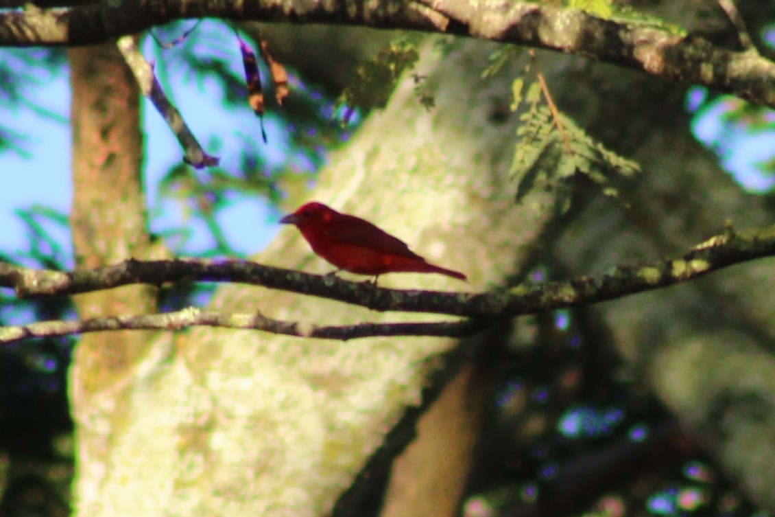 sommerpiranga - ML643551984