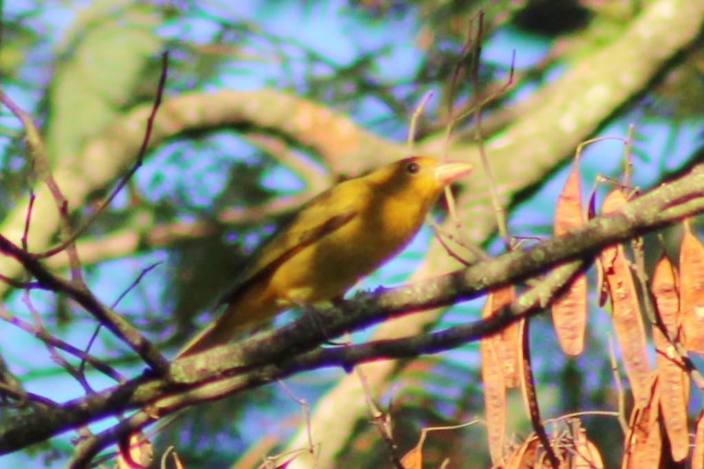 Summer Tanager - ML643551986