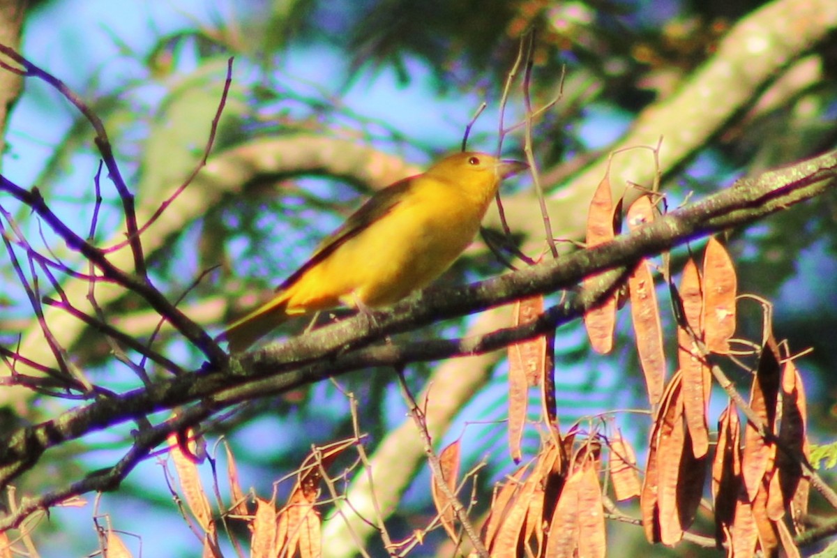 sommerpiranga - ML643551987