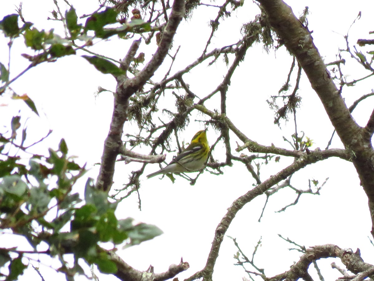 granparula - ML643551996