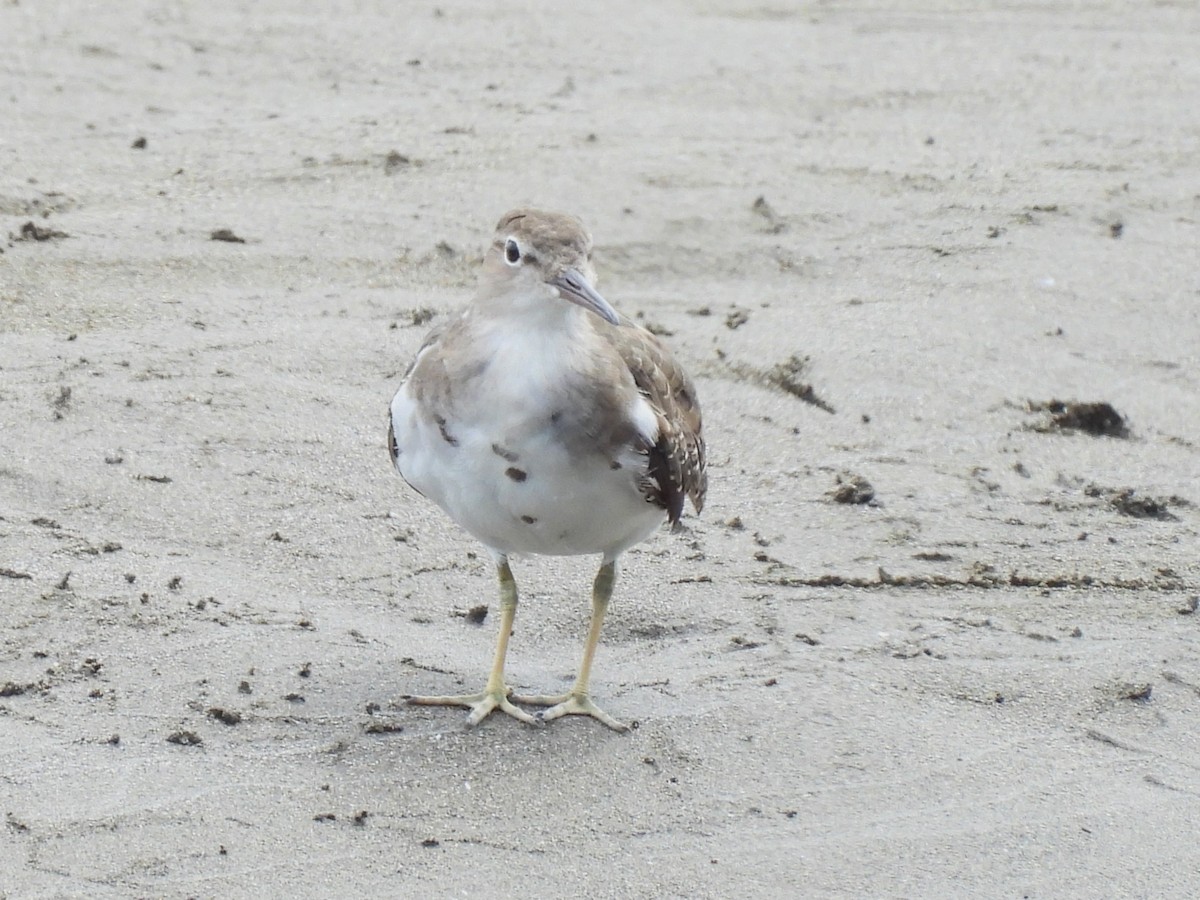 flekksnipe - ML643552001