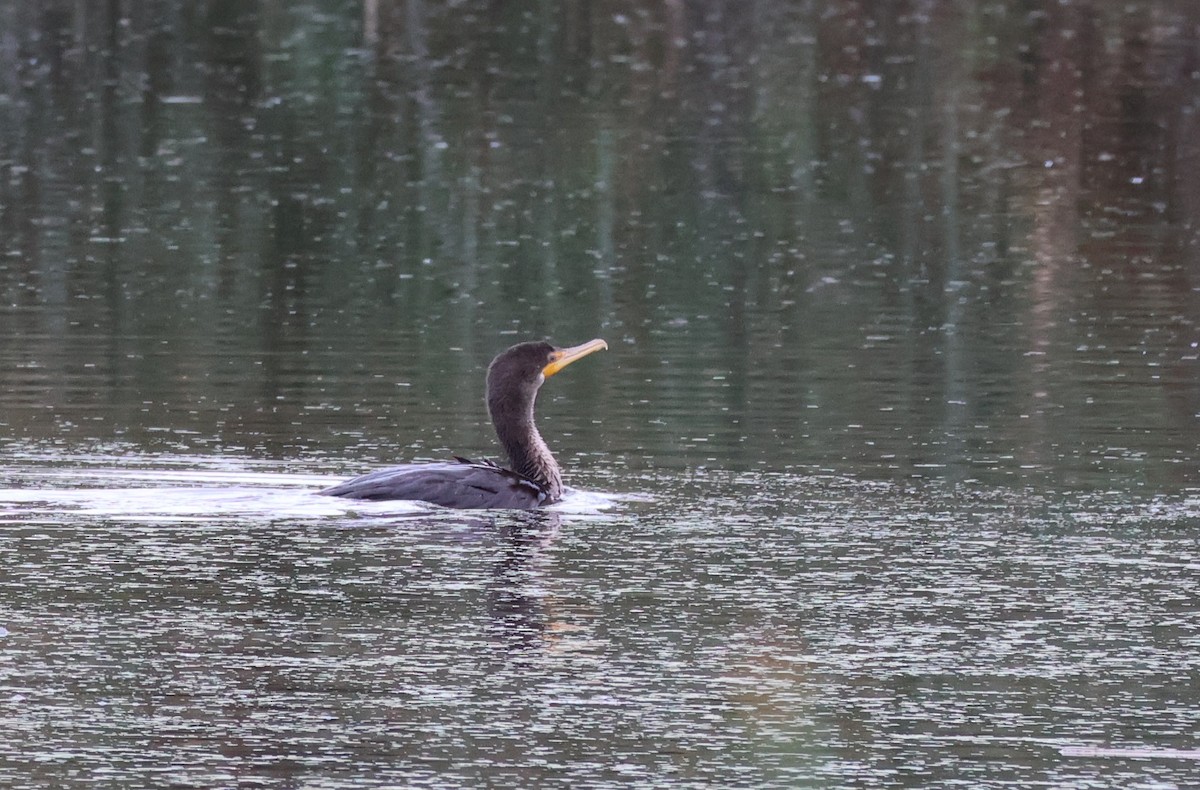 Double-crested Cormorant - ML643552044