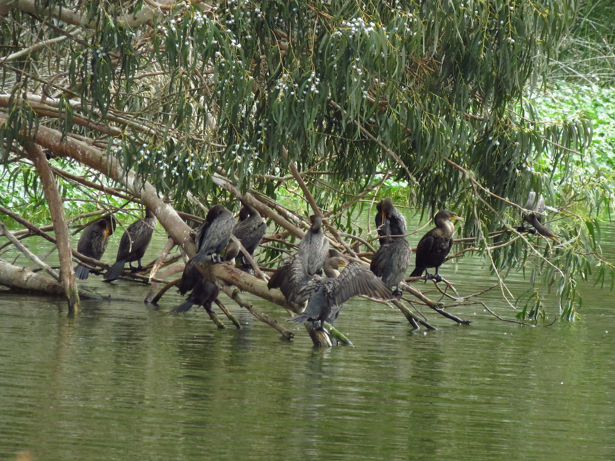 Double-crested Cormorant - ML643552065