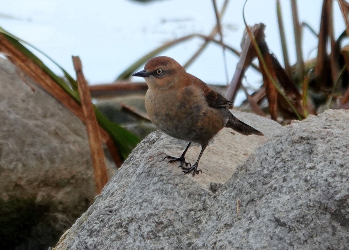 Rusty Blackbird - ML643552069