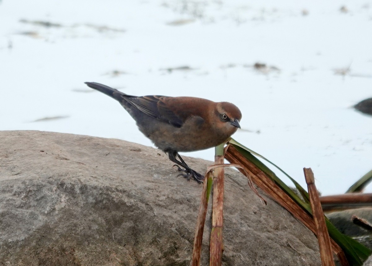 Rusty Blackbird - ML643552070