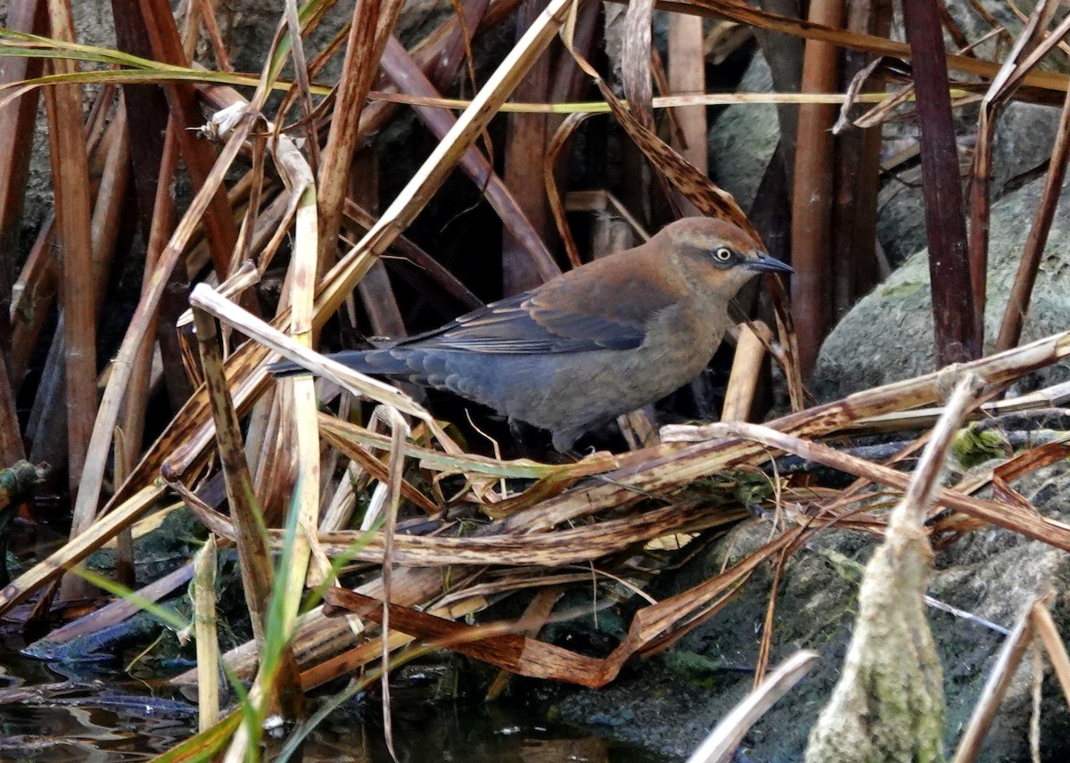Rusty Blackbird - ML643552071