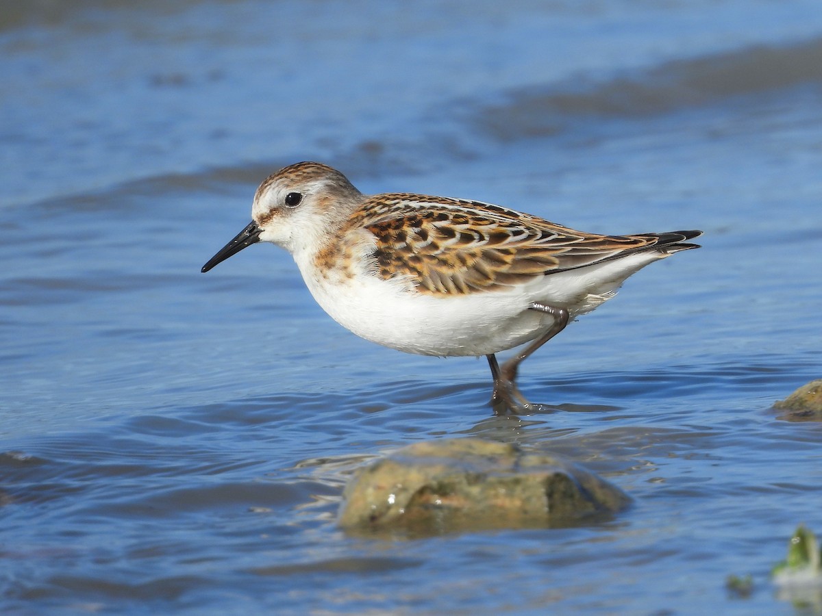 Little Stint - ML643552075