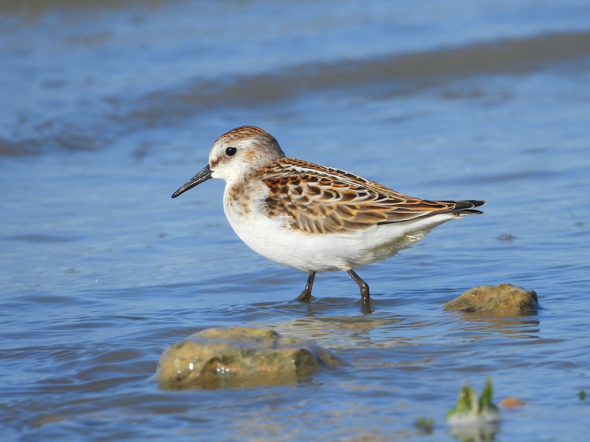 Little Stint - ML643552123