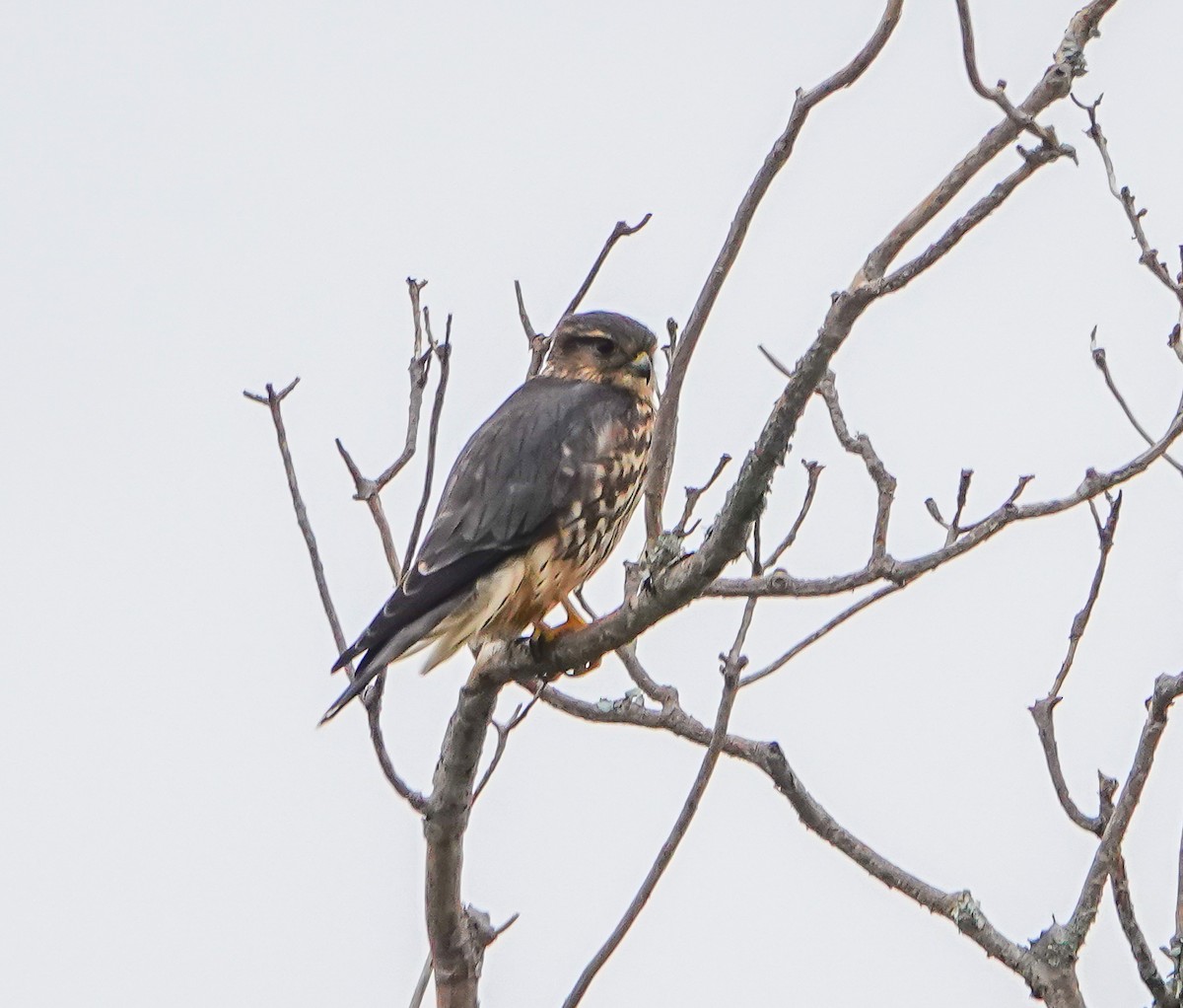 Merlin - ML643552144