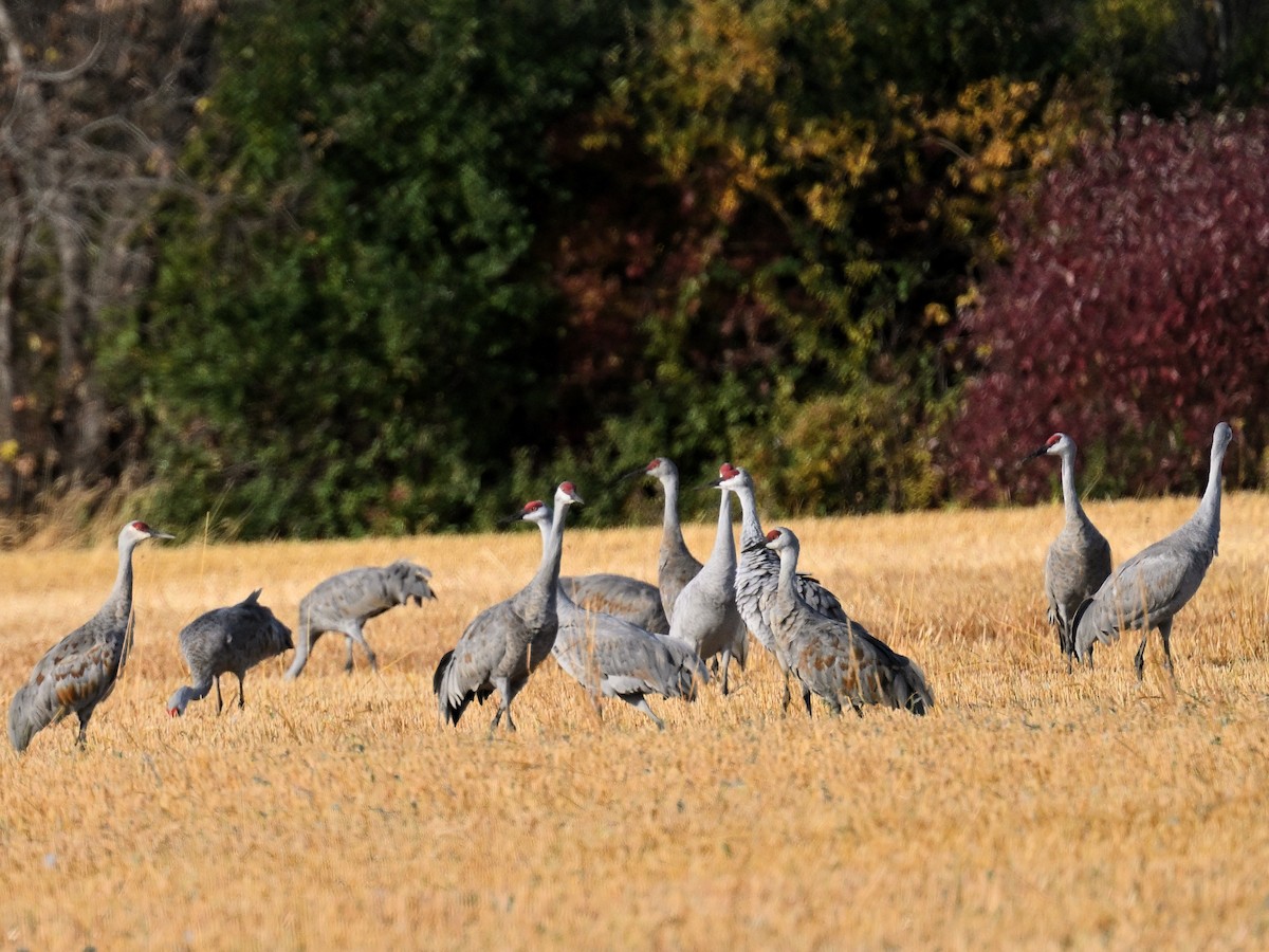 Sandhill Crane - ML643552145