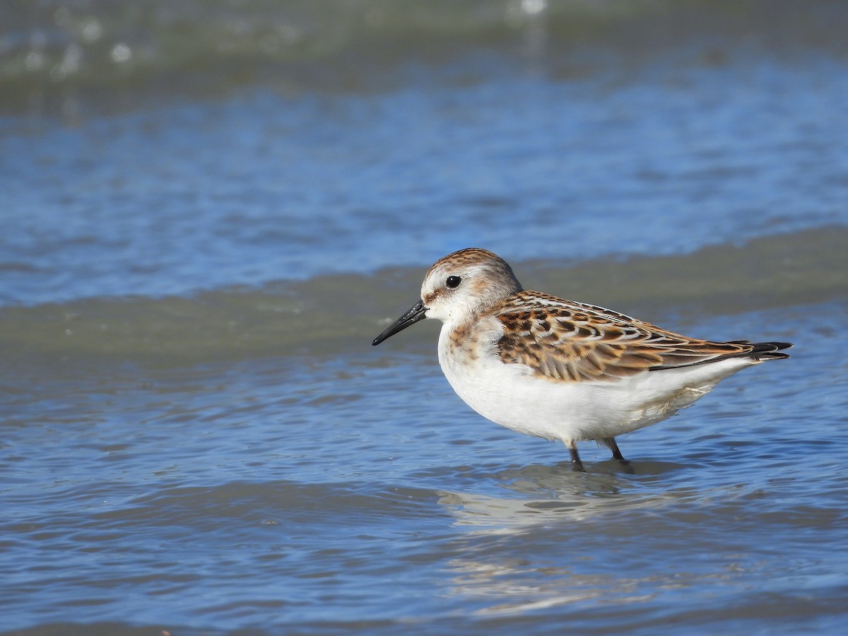 Little Stint - ML643552146