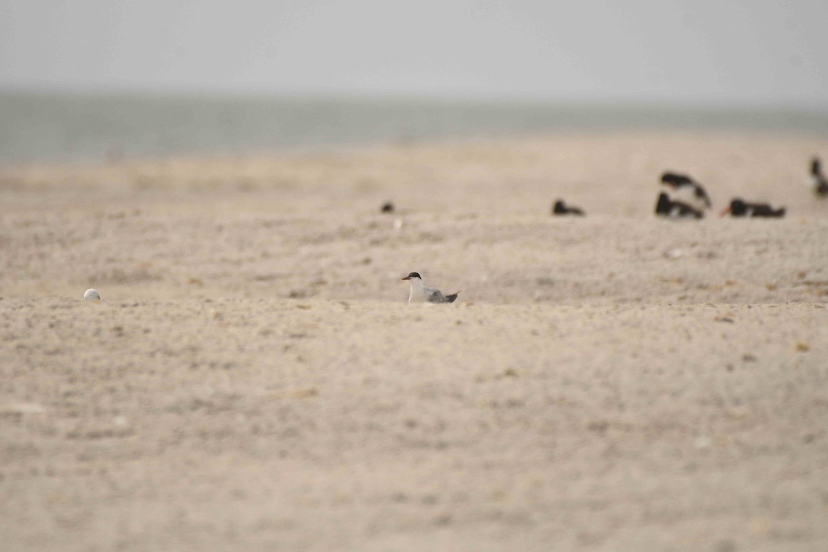 Common Tern - ML643552148