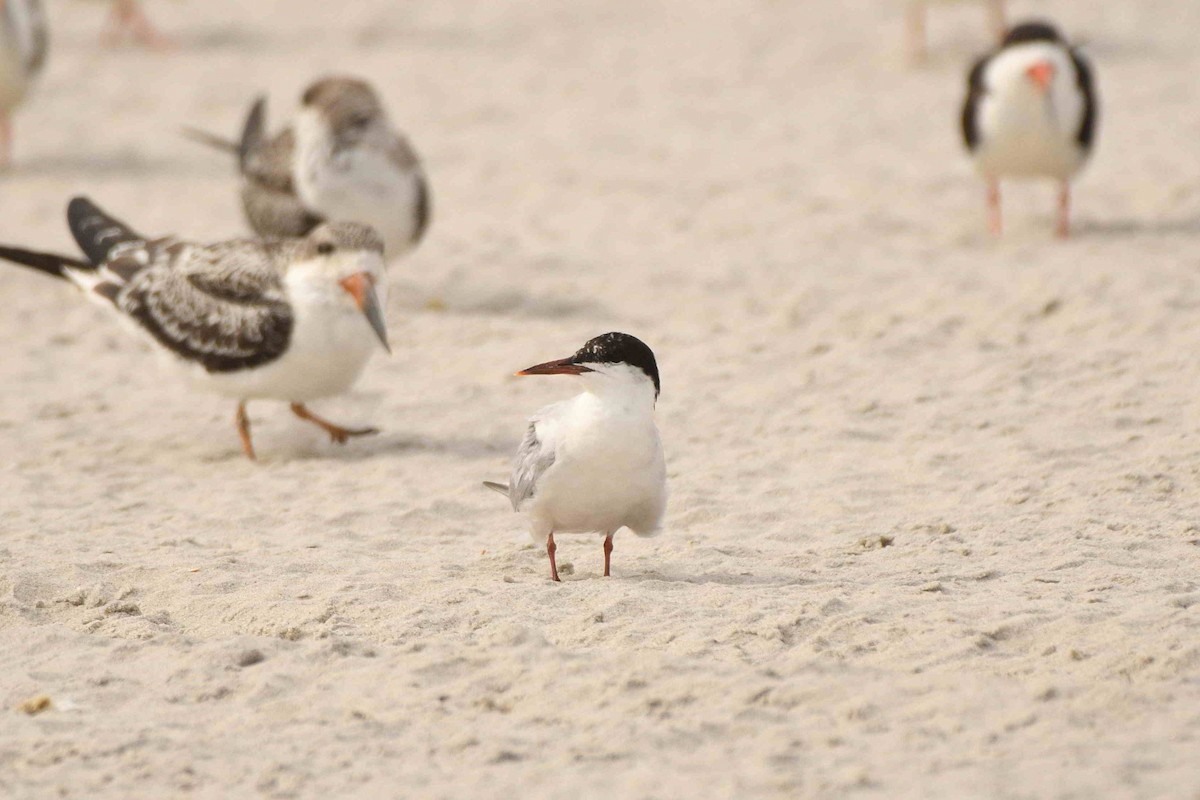 Common Tern - ML643552149